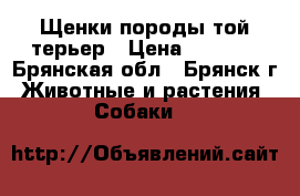 Щенки породы той-терьер › Цена ­ 9 500 - Брянская обл., Брянск г. Животные и растения » Собаки   